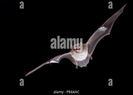 Watervleermuis jagend boven acqua; Daubentons bat la caccia in prossimità di acqua Foto Stock