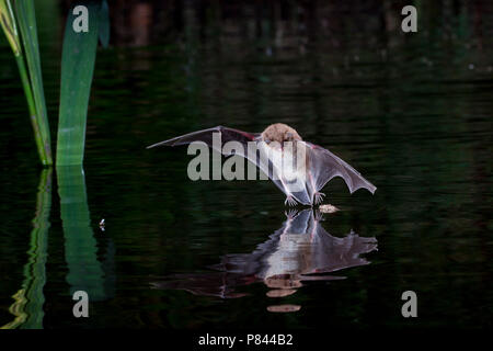 Watervleermuis jagend boven acqua; Daubentons bat la caccia in prossimità di acqua Foto Stock