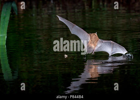 Watervleermuis jagend boven acqua; Daubentons bat la caccia in prossimità di acqua Foto Stock