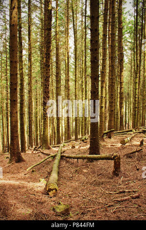 Vento-alberi danneggiati offrono un diverso colore di primo piano per la foresta al Beacon cadde Country Park, Lancashire Foto Stock