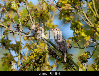 Zingende en baltsende Draaihals zittend op tak in broedbiotoop. Il canto Eurasian spasmodico seduta sul ramo in habitat di allevamento. Foto Stock