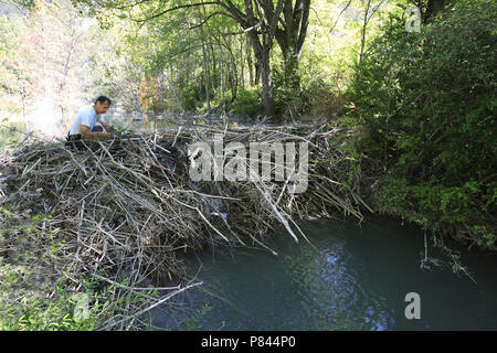 Uomo di ispezionare Beaver Dam Francia, uomo diga Bever inspecterend Frankrijk Foto Stock