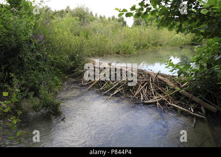 Beaver Dam Francia, Bever Frankrijk dam Foto Stock