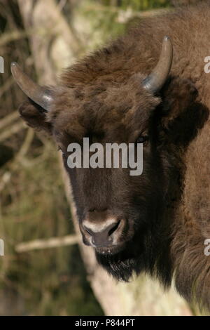 Wisent close-up; il bisonte europeo close up Foto Stock