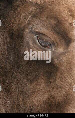 Wisent; il bisonte europeo Foto Stock