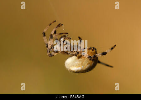 Vierwielwebspin; quattro spot orb-weaver Foto Stock