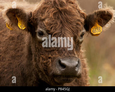 Close-up van een Galloway kop, in prossimità di una testa di Galloway Foto Stock