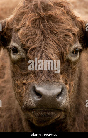 Close-up van een Galloway kop, in prossimità di una testa di Galloway Foto Stock