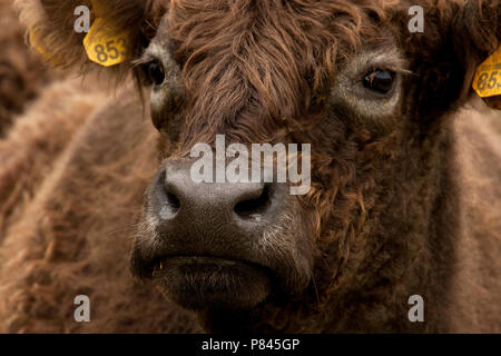 Close-up van een Galloway kop, in prossimità di una testa di Galloway Foto Stock