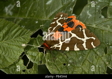 Grote Beervlinder; Giardino tiger moth Foto Stock