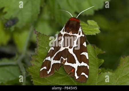 Grote Beervlinder; Giardino tiger moth Foto Stock