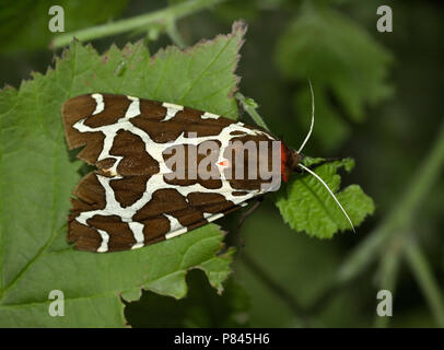 Grote Beervlinder; Giardino tiger moth Foto Stock