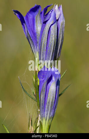 Klokjesgentiaan bloeiend, Marsh Genziana fioritura Foto Stock