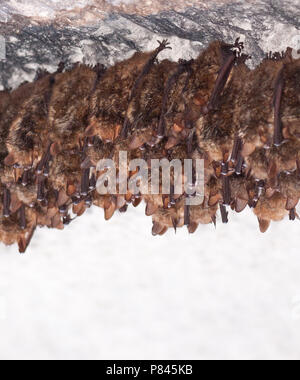 Hangende Ingekorven vleermuis, Geoffroy bat hangend Foto Stock