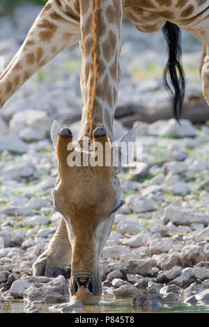 La giraffa drinkend Namibie, Giraffe bere Namibia Foto Stock