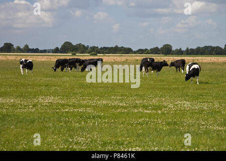 Weiland incontrato koeien in De Wieden, Overijssel; Prato con bovini in De Wieden, Overijssel Foto Stock