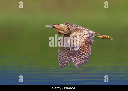 Tarabuso; Tarabuso; Botaurus stellaris Foto Stock