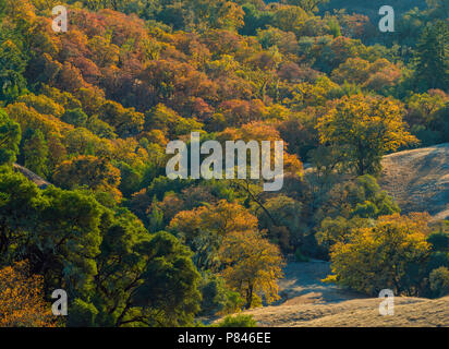 Valle di querce, Quercus lobata, Yorkville Highlands, Mendocino County, California Foto Stock