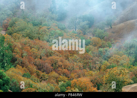 In autunno, la valle di querce, Quercus Lobata, Yorkville Highlands, Mendocino County, California Foto Stock