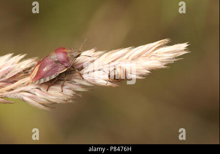 Un grazioso Shieldbug tartaruga (Eurygaster "testudinaria) appollaiate su un seme di erba di testa in corrispondenza del bordo del bosco. Foto Stock