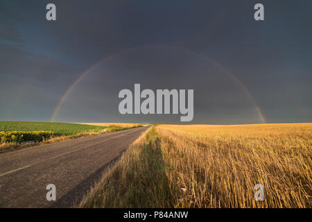 Campi di grano nella soleggiata giornata estiva dopo la pioggia e rainbow dietro Foto Stock