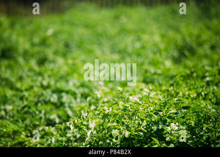 Il verde primaverile germogli di piante di patata che cresce su Plantation in estate. Foto Stock