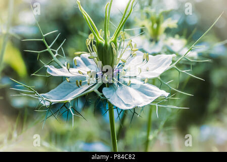 Affascinante Fiore di Nigella damascena, amore-in-un-Mist, Ragged Ldy, Devil nella boccola. Estate Vibes. Foto Stock