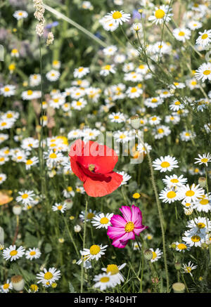 Singolo papavero rosso fiore crescente tra la margherita è un fiore selvatico prato, Worcestershire, England Regno Unito Foto Stock