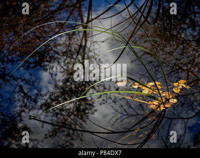 Il faggio lascia flottante in una palude di Nelson Lakes National Park Foto Stock