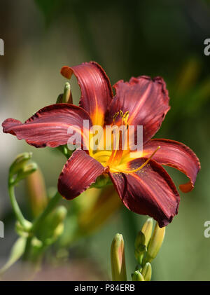 Rosso scuro e giallo giorno fiore di giglio Foto Stock