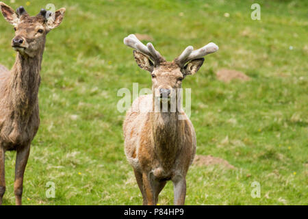 Due Red Deer guardando la telecamera a Studley Royal,Ripon,North Yorkshire, Inghilterra, Regno Unito. Foto Stock