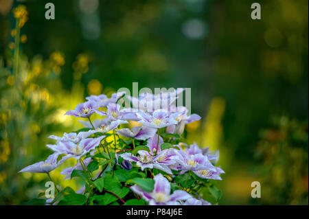 Bellissimo sfondo con fiori big pink clematis in una giornata di sole. La progettazione paesaggistica. Foto Stock