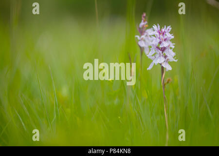 Gewone rietorchis, southern marsh orchid Foto Stock