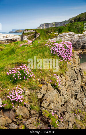 Regno Unito e Irlanda del Nord, Co Antrim, Ballintoy Harbour, mare rosa, parsimonia fiori sulle rocce Foto Stock