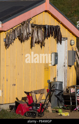 Essiccazione di pesce contro la fine di una casa in Tasiilaq, Groenlandia orientale Foto Stock