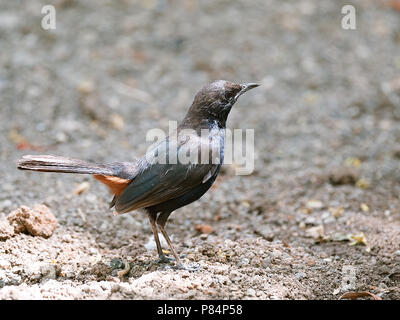 Indian Robin Bird Closeup con sfondo sfocato Foto Stock