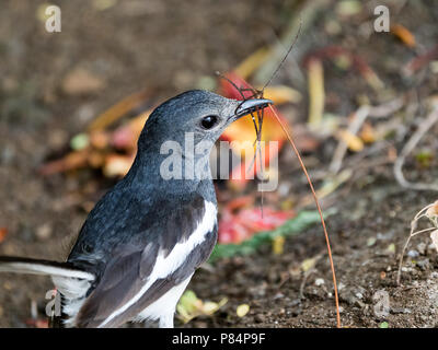 Oriental Magpie Robin approfondimento femmina con sfondo sfocato in habitat naturale in Gujarat, India Foto Stock