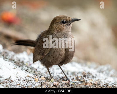 Indian Robin Bird Closeup con sfondo sfocato Foto Stock