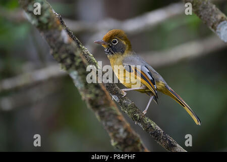 Bar-throated Minla Bar-throated Siva Chestnut-siva coda strigula Minla Foto Stock