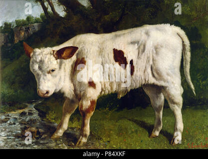 Courbet Gustave - Le vitello Blanc Foto Stock