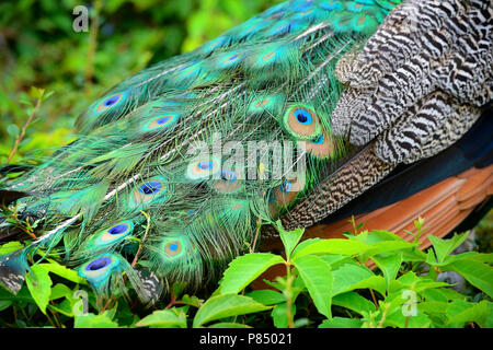 Colorato penne di pavone. Peacock dettaglio Foto Stock