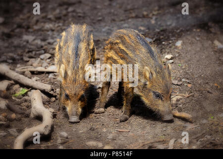 Baby cinghiali giocando nel fango Foto Stock