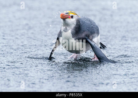 Royal Penguin (Eudyptes schlegeli) proveniente dal mare Foto Stock