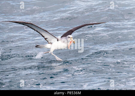 Il Salvin Albatross (Thalassarche salvini) Foto Stock