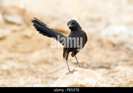 Zwarte Waaierstaart in Yotvata, Nero Scrub-Robin a Yotvata Foto Stock