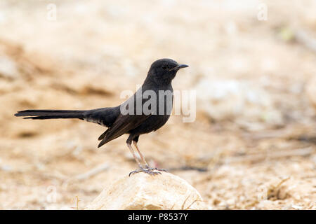 Zwarte Waaierstaart in Yotvata, Nero Scrub-Robin a Yotvata Foto Stock