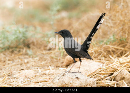 Zwarte Waaierstaart in Yotvata, Nero Scrub-Robin a Yotvata Foto Stock