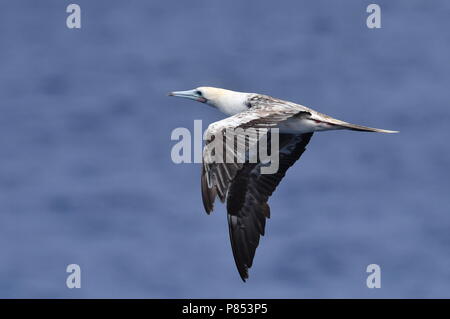 Rosso-footed Booby (Sula sula) in volo sopra il mid-oceano atlantico. Foto Stock