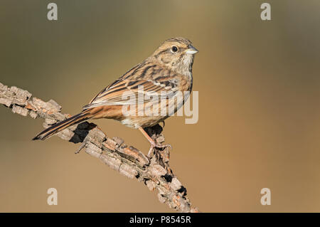 Rock Bunting (Emberiza cia) alla stazione di bere in Italia. Foto Stock