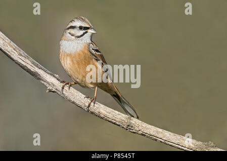 Rock Bunting (Emberiza cia) alla stazione di bere in Italia. Foto Stock